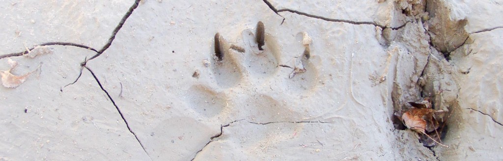 Huella-de-mamífero-1024×329