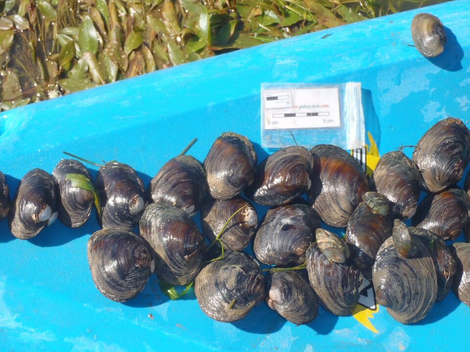 Ejemplares de Náyades vivas sobre una piragua