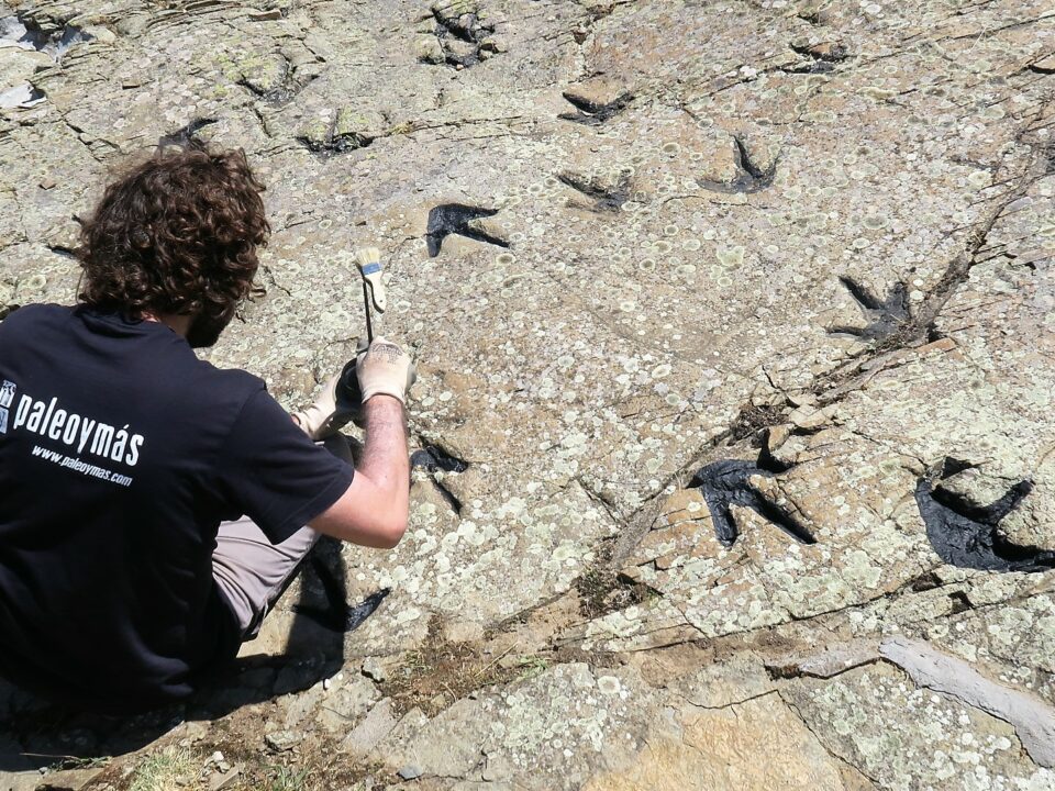Paleontólogo tratando icnitas de dinosaurio