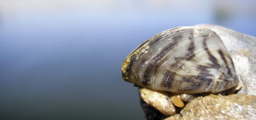 Equipo de investigación: moluscos invasores