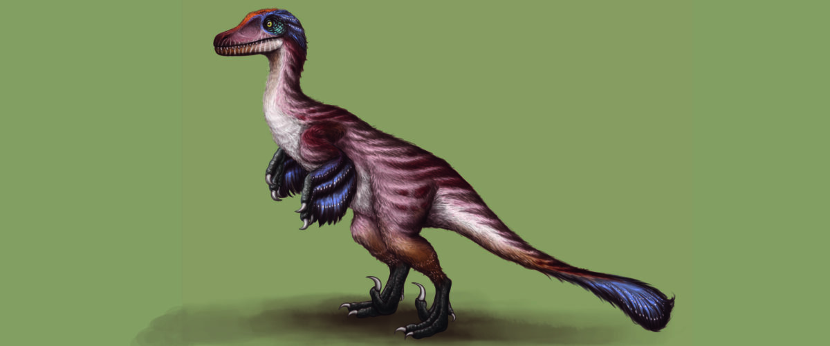 Reproducción manirraptor