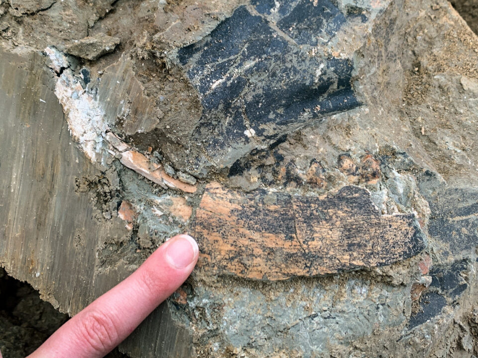 Mandíbula de équido