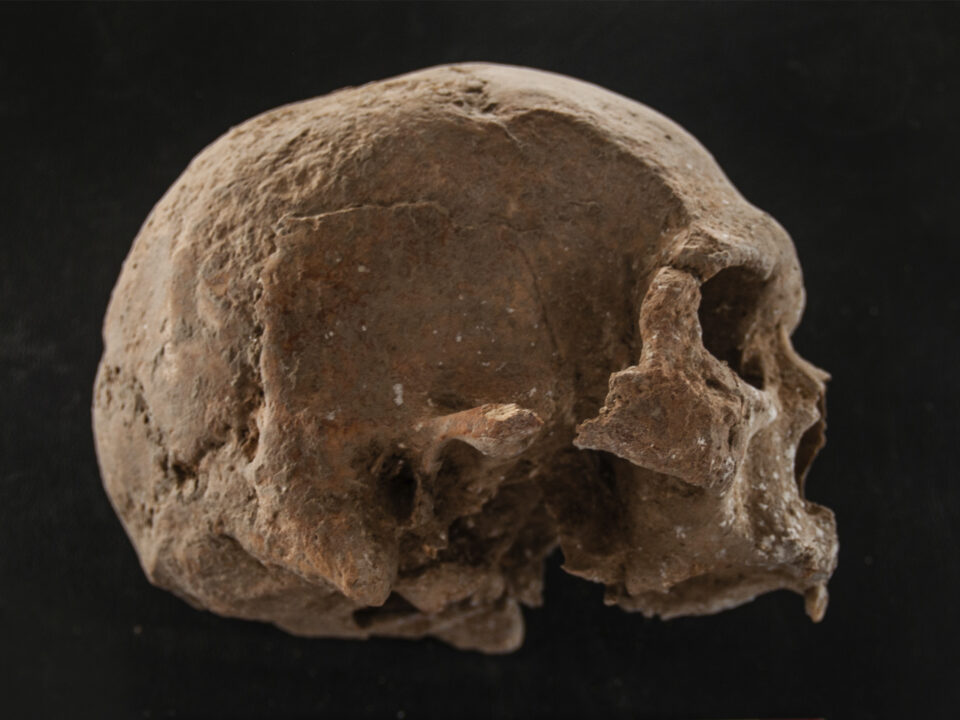 Huesos craneales maqbara Tauste