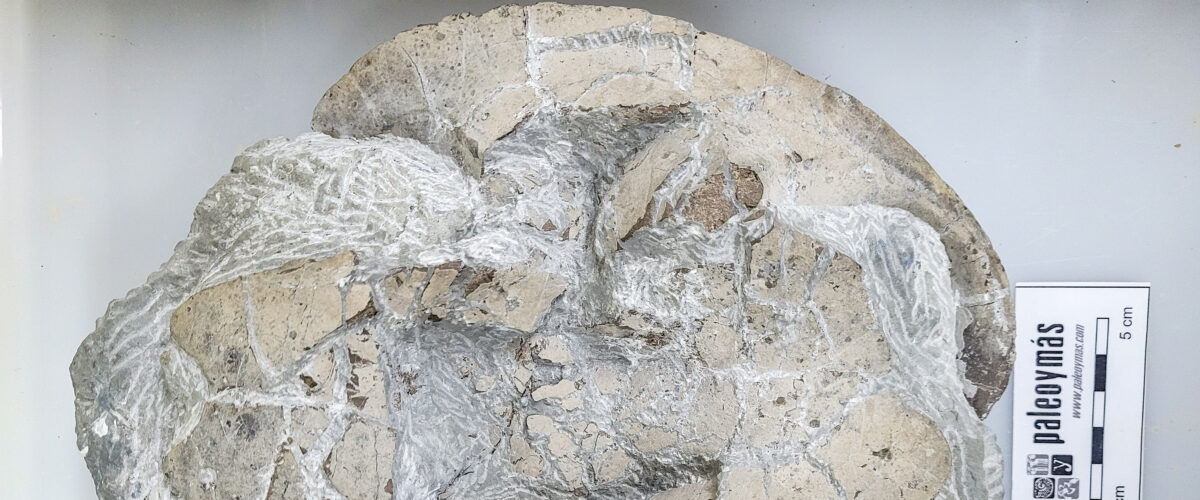 Caparazón quelonio - mina La Dehesa, Estercuel