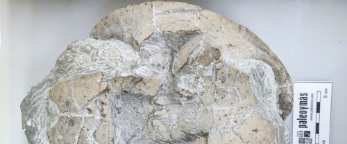 Caparazón quelonio - mina La Dehesa, Estercuel