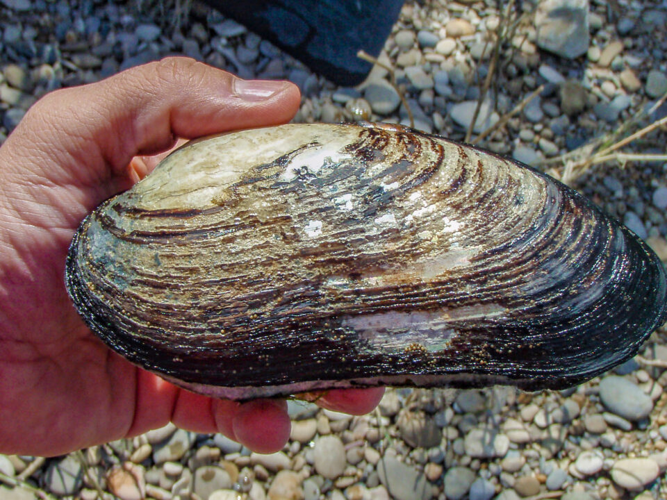 Margaritifera auricularia