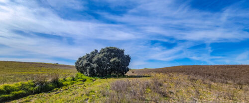 Planta arbustiva grande sobre campo de cultivo