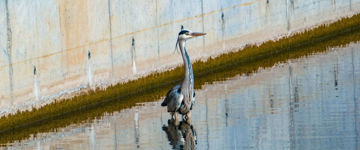 Garza real andando sobre el agua en la zona del puerto