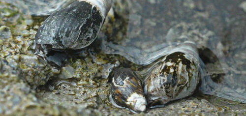 Melanopsis sp - plan recuperación moluscos