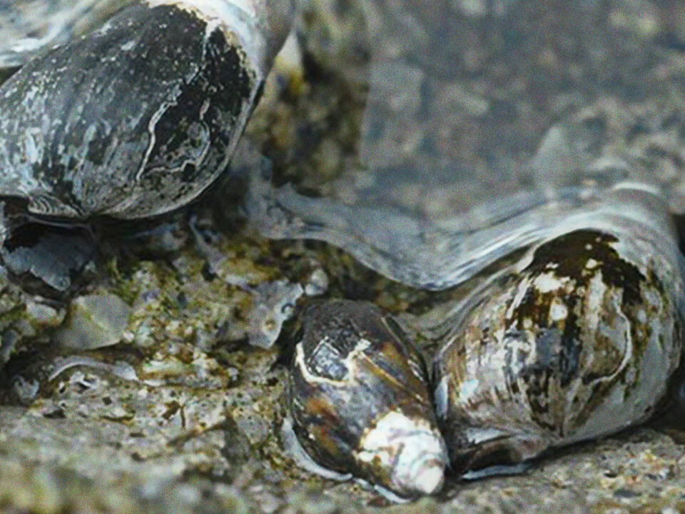 Melanopsis sp - plan recuperación moluscos