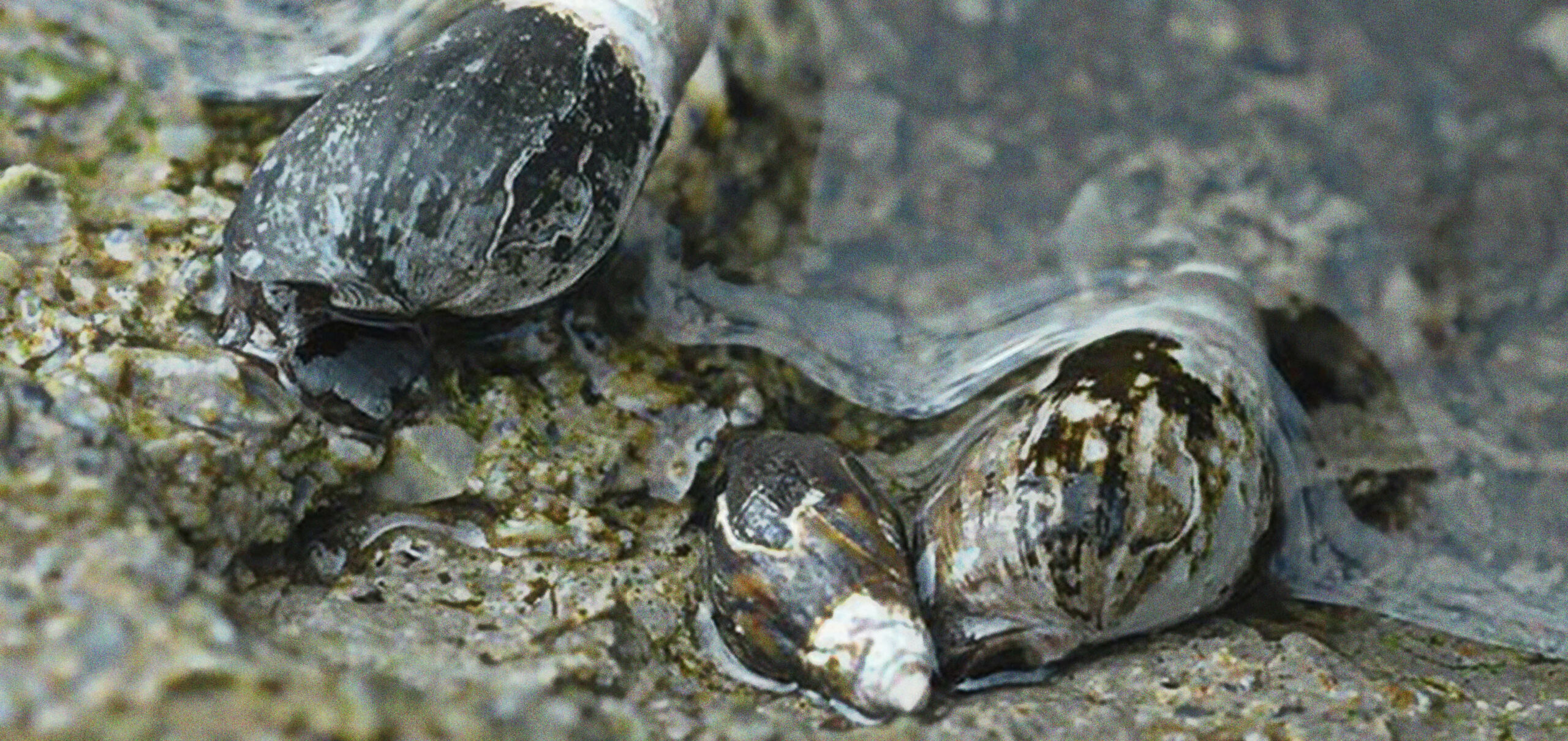 Melanopsis sp - plan recuperación moluscos
