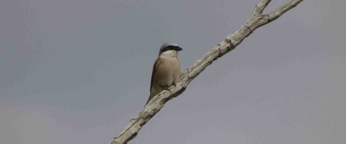 Alcaudón dorsirojo posado en una rama