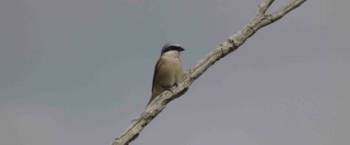Alcaudón dorsirojo posado en una rama
