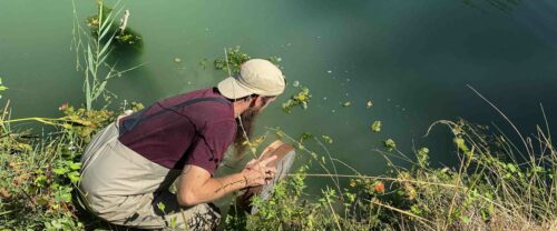 Eduardo García buscando ejemplares de Corbicula en la orilla del río Ebro