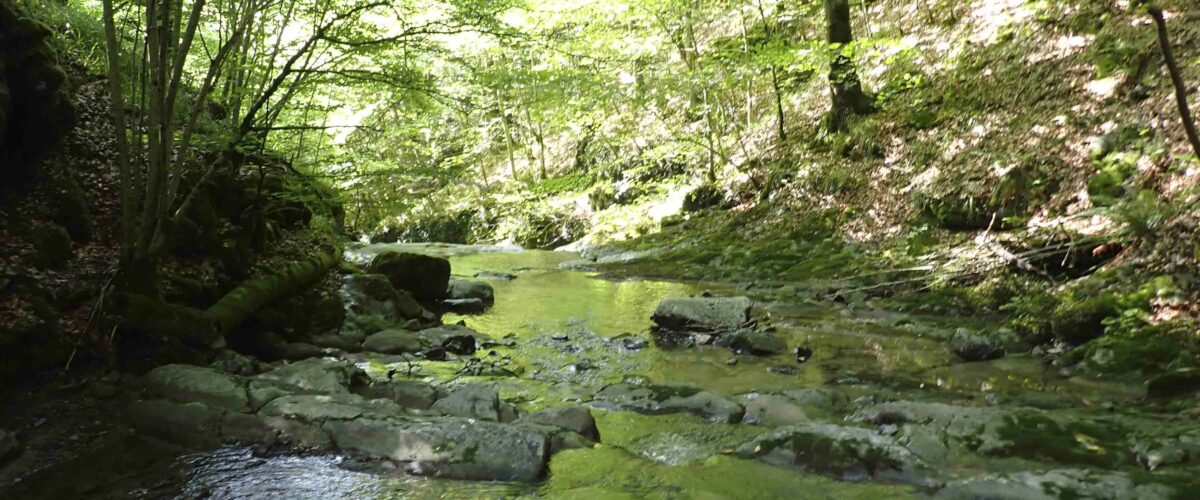 Remanso de agua próximo al embalse de Iragua