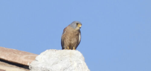 Ave rapaz posada sobre tejado de construcción rústica
