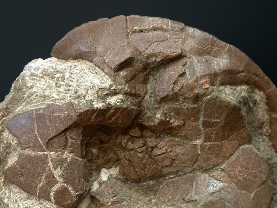 Detalle del caparazón fósil de una tortuga. Tiene forma de semicircunferencia, es de tonos pardos y aparece sobre un fondo negro.