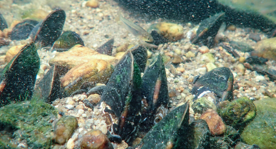 Unio delphinus en el fondo acuático.