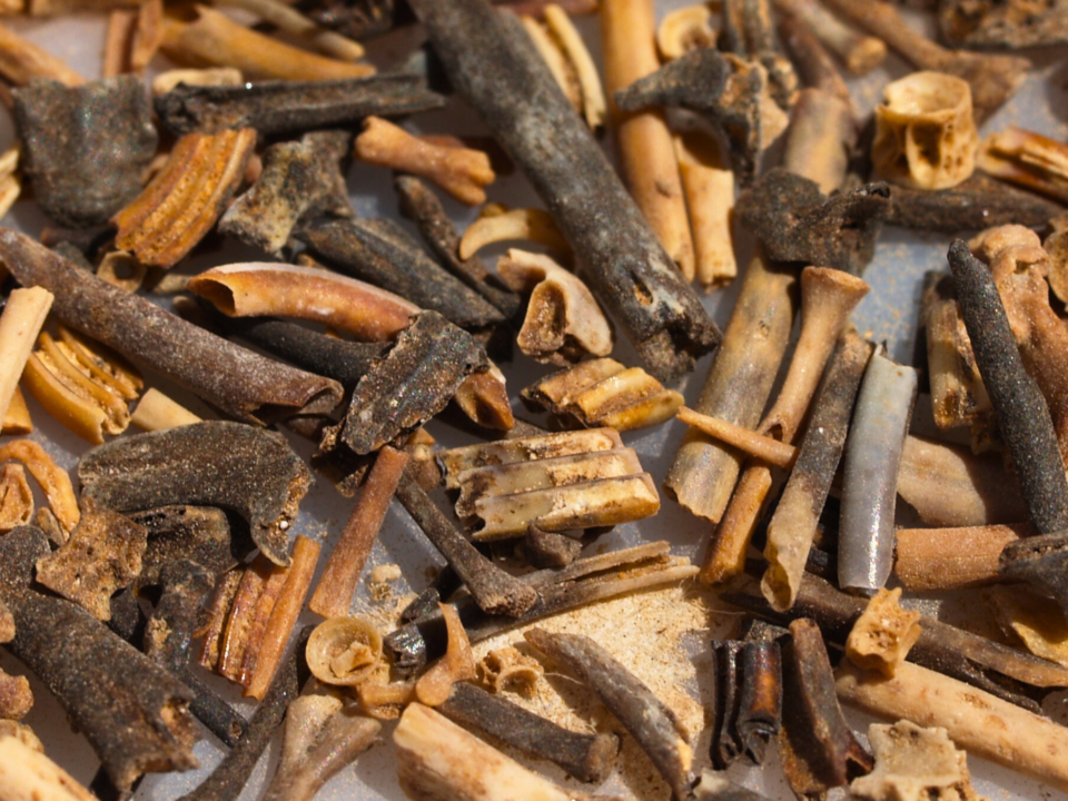 Triado y lavado de muestras paleontológicas