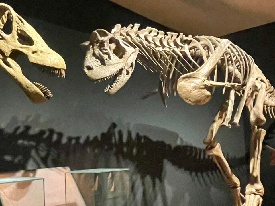 Esqueleto de dos dinosaurios de la Patagonia