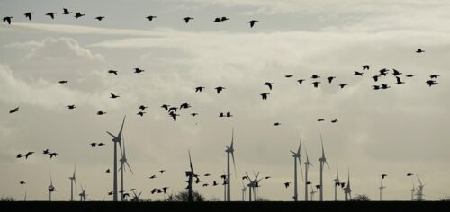Gansos en parque eólico