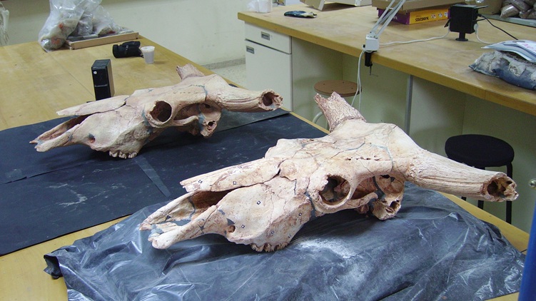 Réplicas paleontológicas y arqueológicas