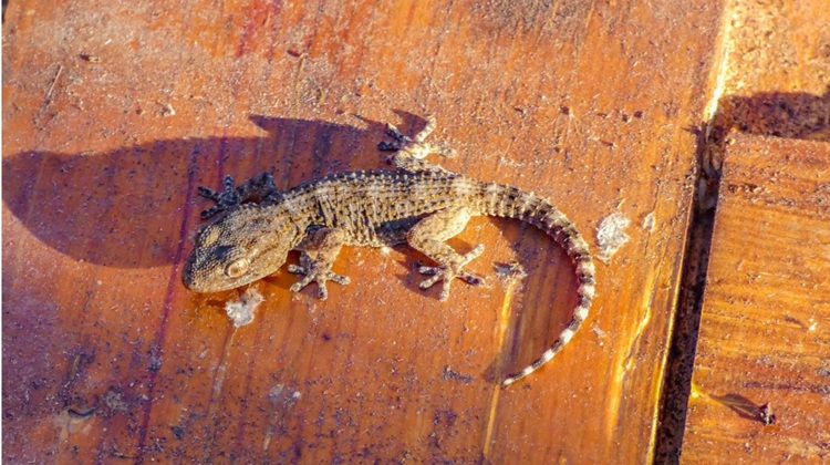 Seguimiento de anfibios y reptiles