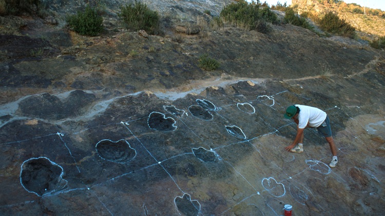 Conservación y excavación arqueológica - paleontológica