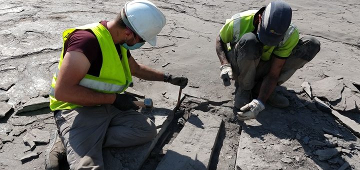 Paleontología
